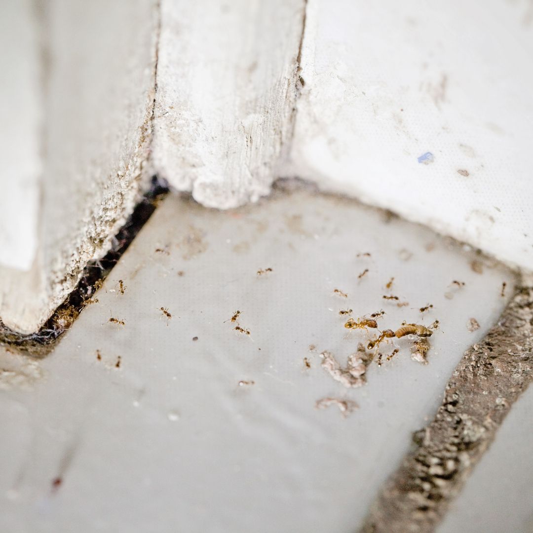 Pest problem